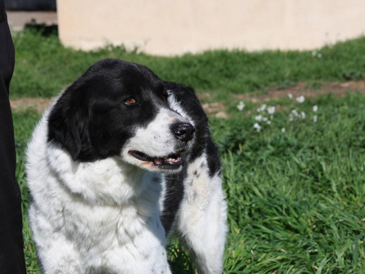 Adozione cane, maschio, Razza sconosciuta Razza sconosciuta, 6 anni e 3 mesi, taglia media, Bari