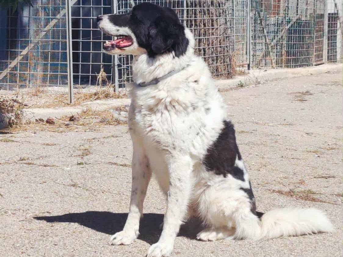 Adotta un cane, taglia media, maschio, Bari