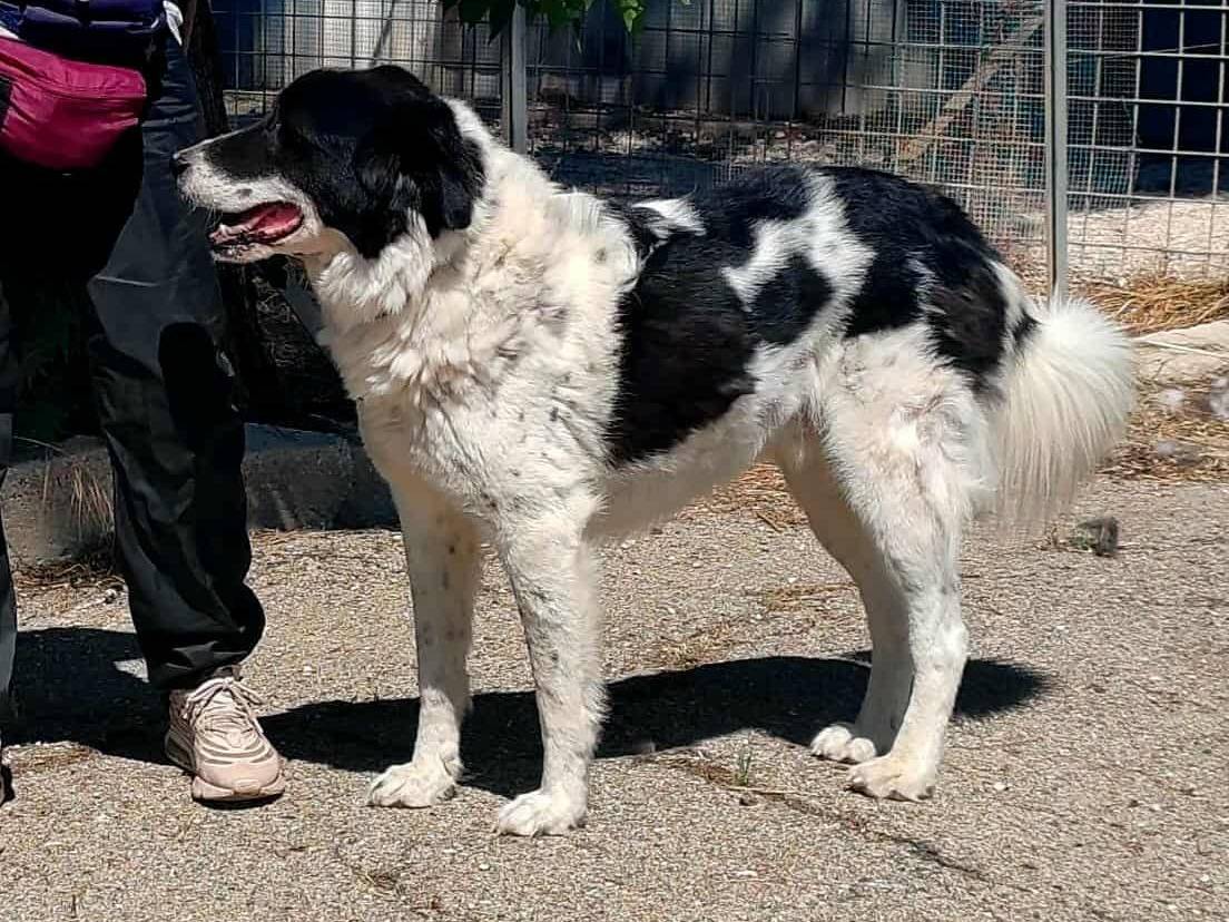 Adotta il cane Panda  a Bari