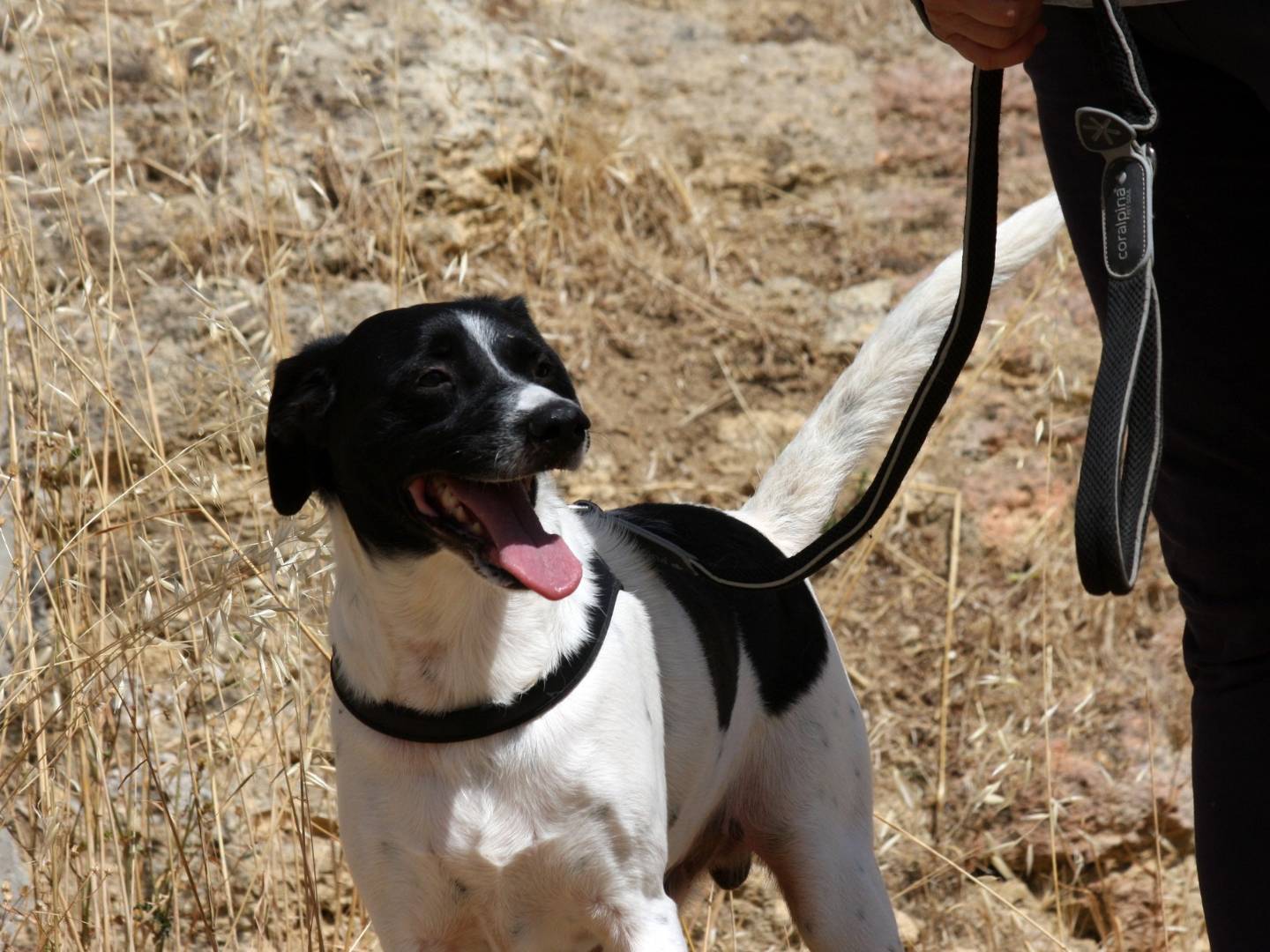 Adotta un cane, taglia media, maschio, Bari