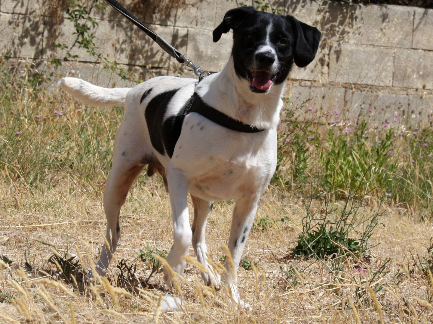 Vuoi adottare un cane a Bari?