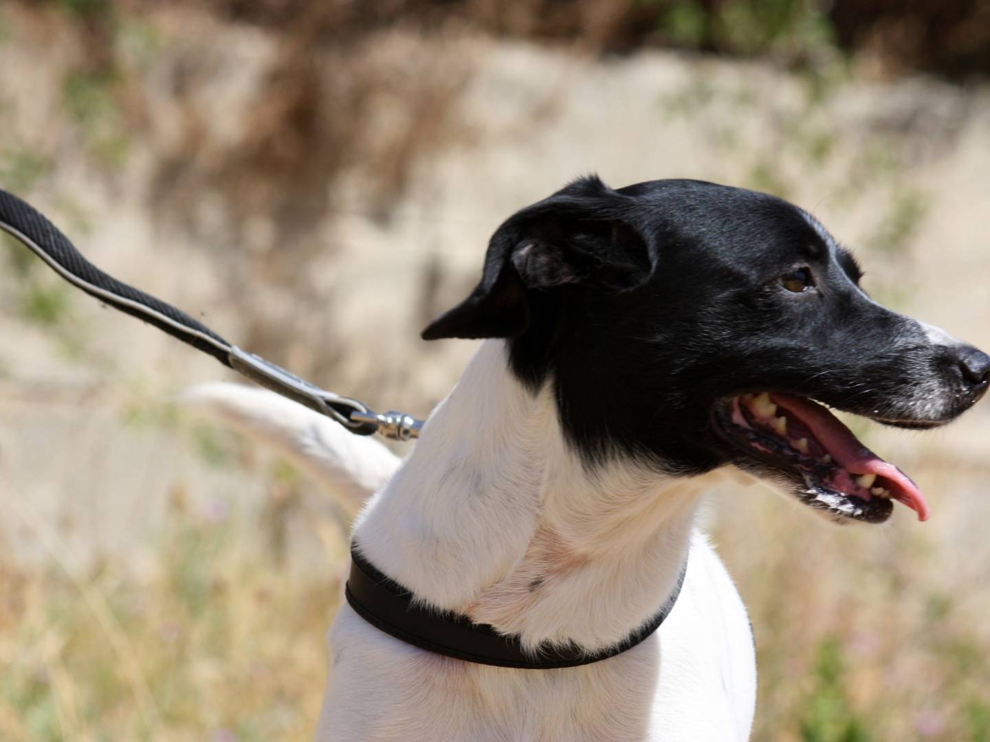 Adotta il cane Pedro a Bari