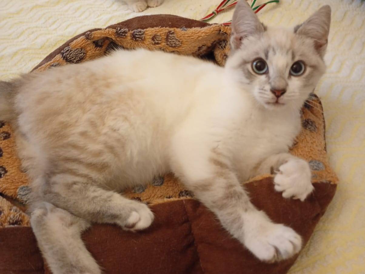 Adozione gatto, maschio, Razza sconosciuta Razza sconosciuta, 2 mesi, taglia non valida, Trapani