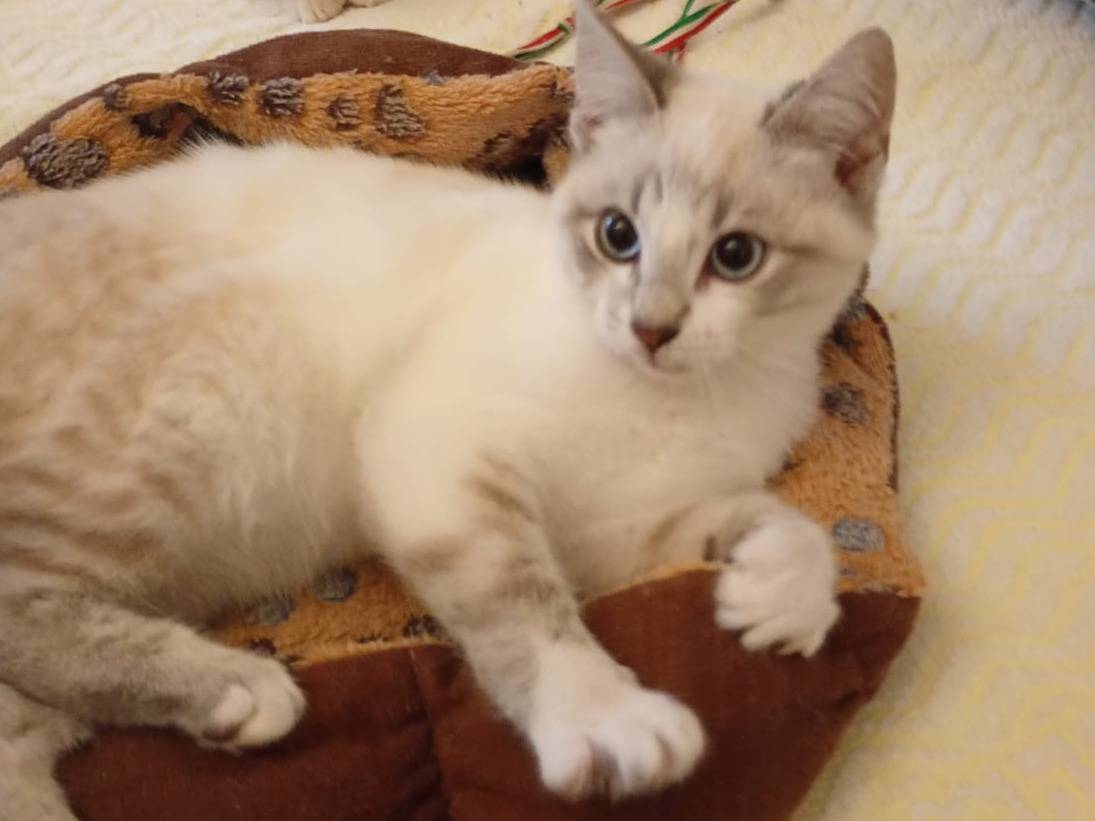 Adotta un gatto, maschio, 2 mesi, Trapani