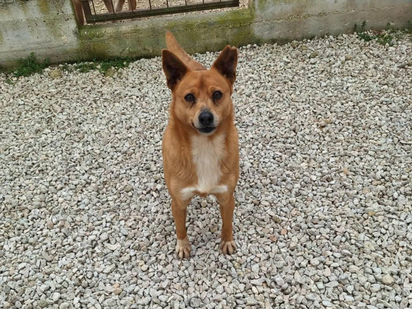 Vuoi adottare un cane a Bari?