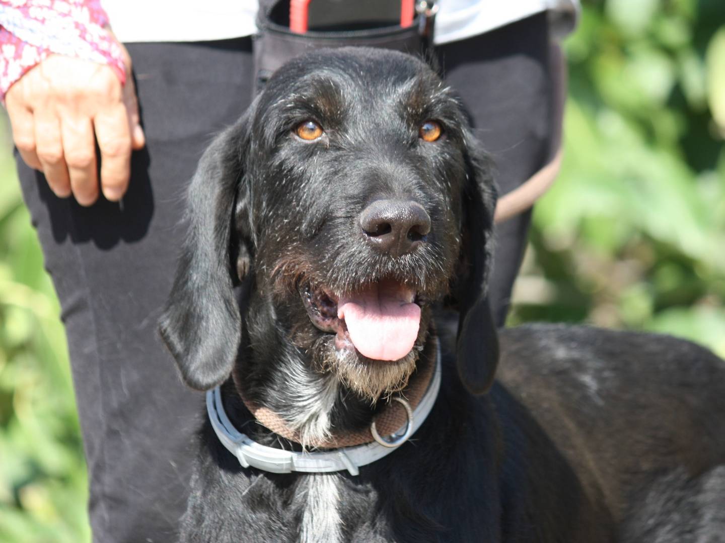 Adotta il cane Astrid a Bari