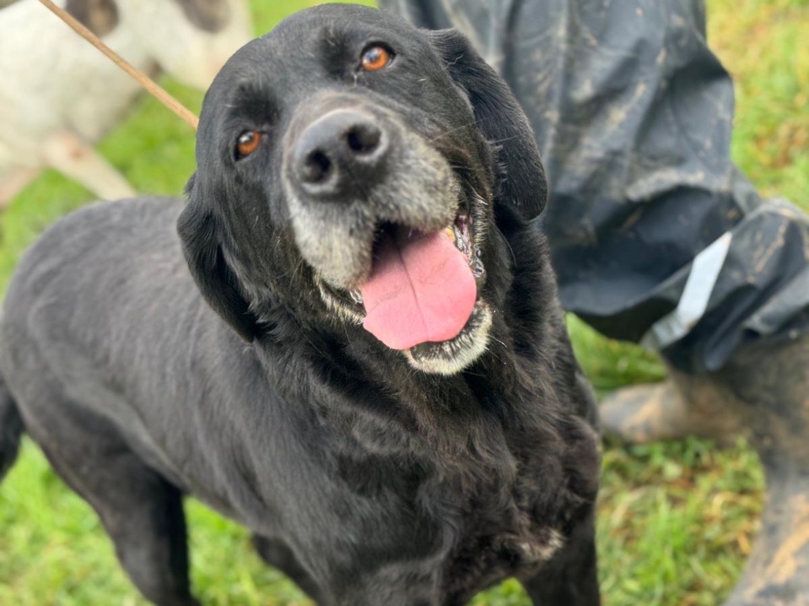 Adozione cane, femmina, Labrador Retriever Razza sconosciuta, 5 anni e 6 mesi, taglia grande, Frosinone