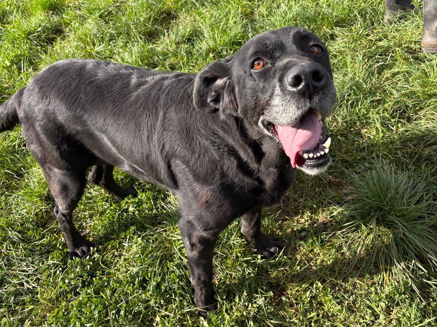 Adotta un cane, femmina, 5 anni e 6 mesi, Frosinone