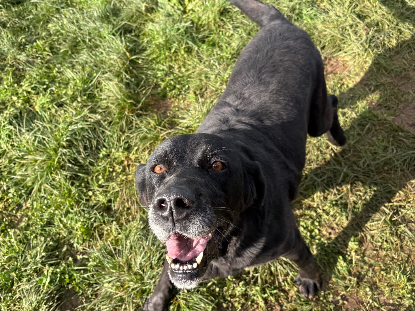 Adotta un cane, taglia grande, femmina, Frosinone
