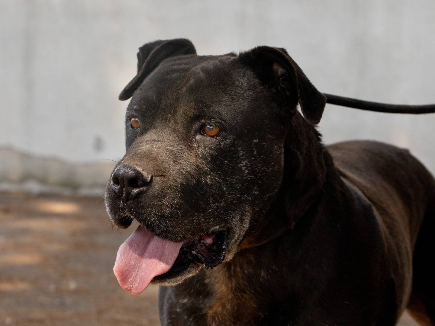 Adozione cane, maschio, Pitbull Razza sconosciuta, 13 anni e 7 mesi, taglia media, Bari