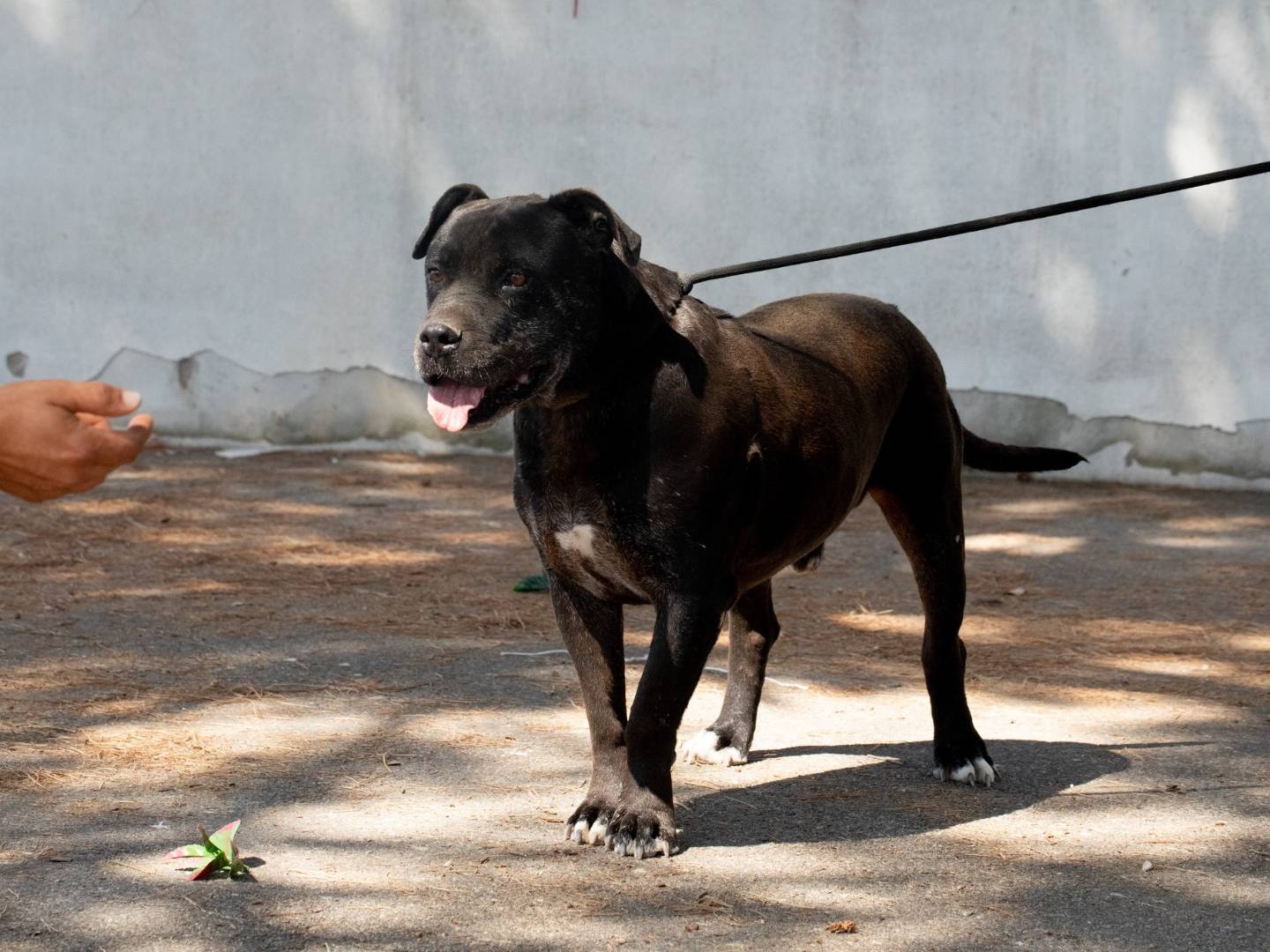 Adotta un cane, maschio, 13 anni e 7 mesi, Bari