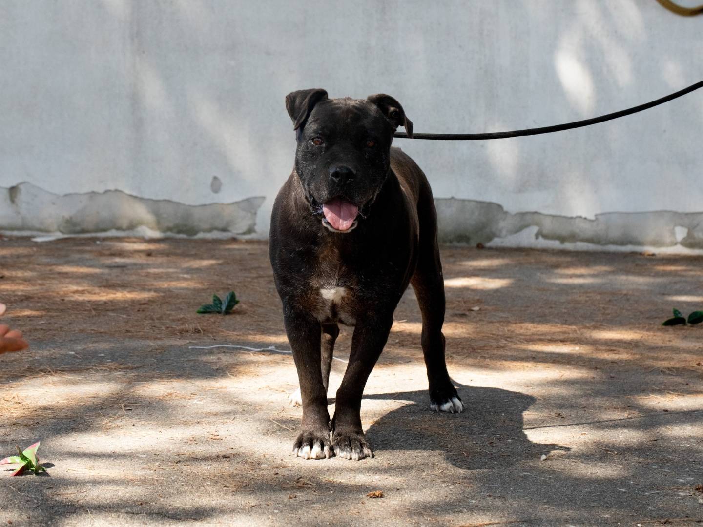 Adotta un cane, taglia media, maschio, Bari