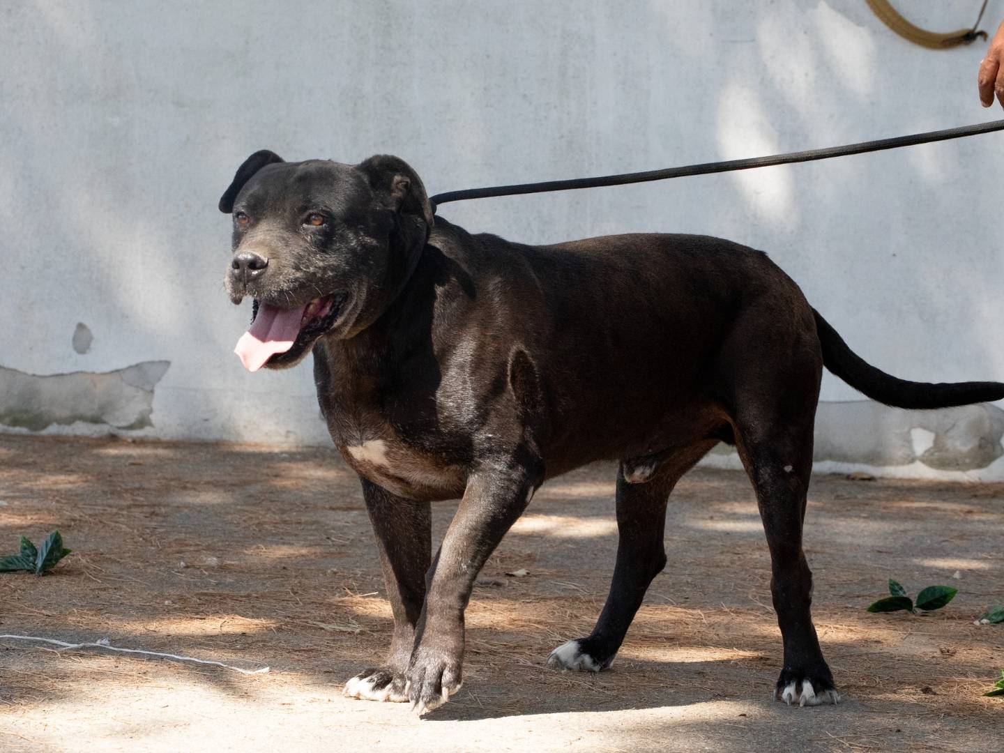 Vuoi adottare un cane a Bari?