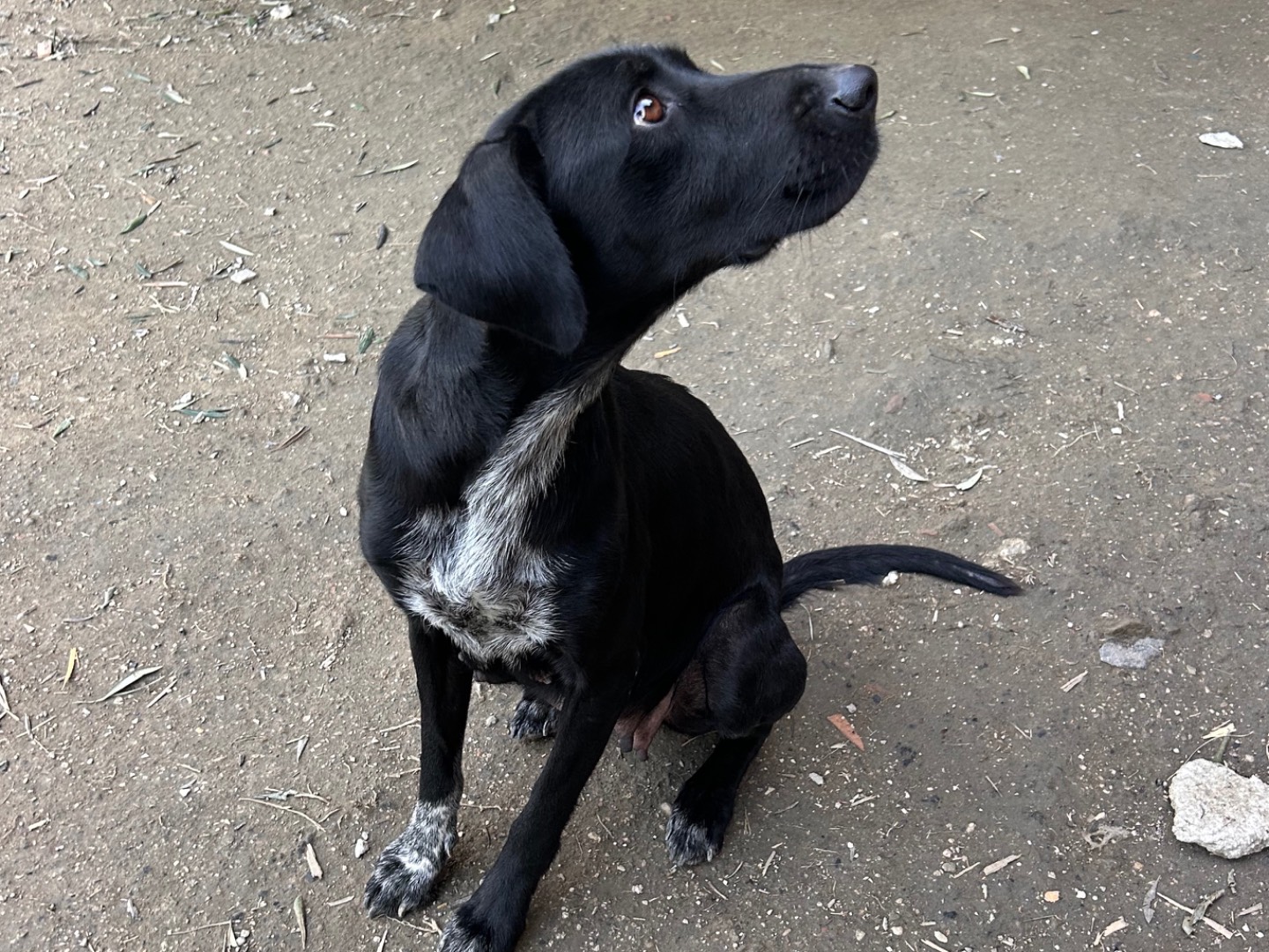 Adotta un cane, taglia media contenuta, femmina, Latina