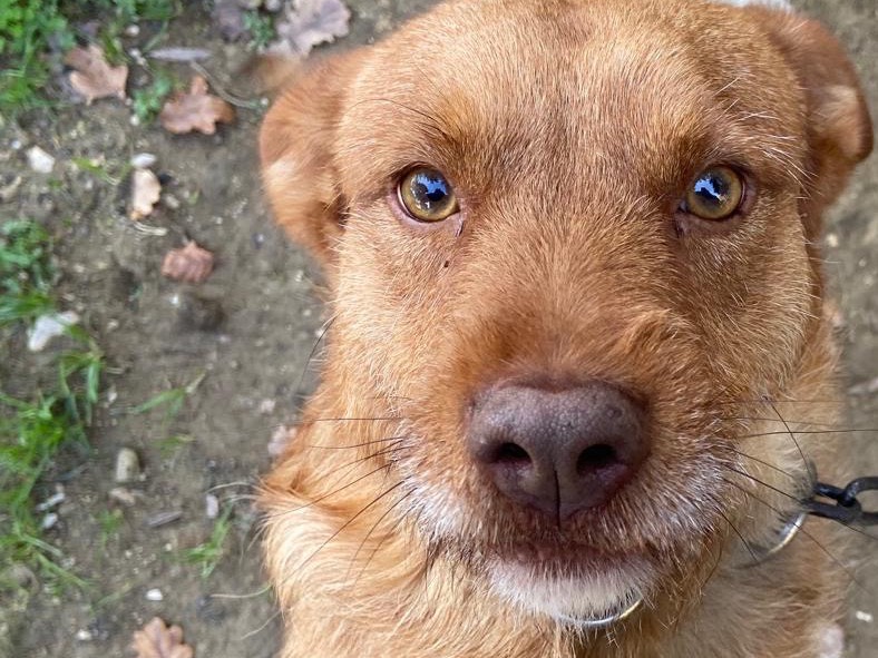 Adotta un cane, maschio, 3 anni e 1 mese, Latina