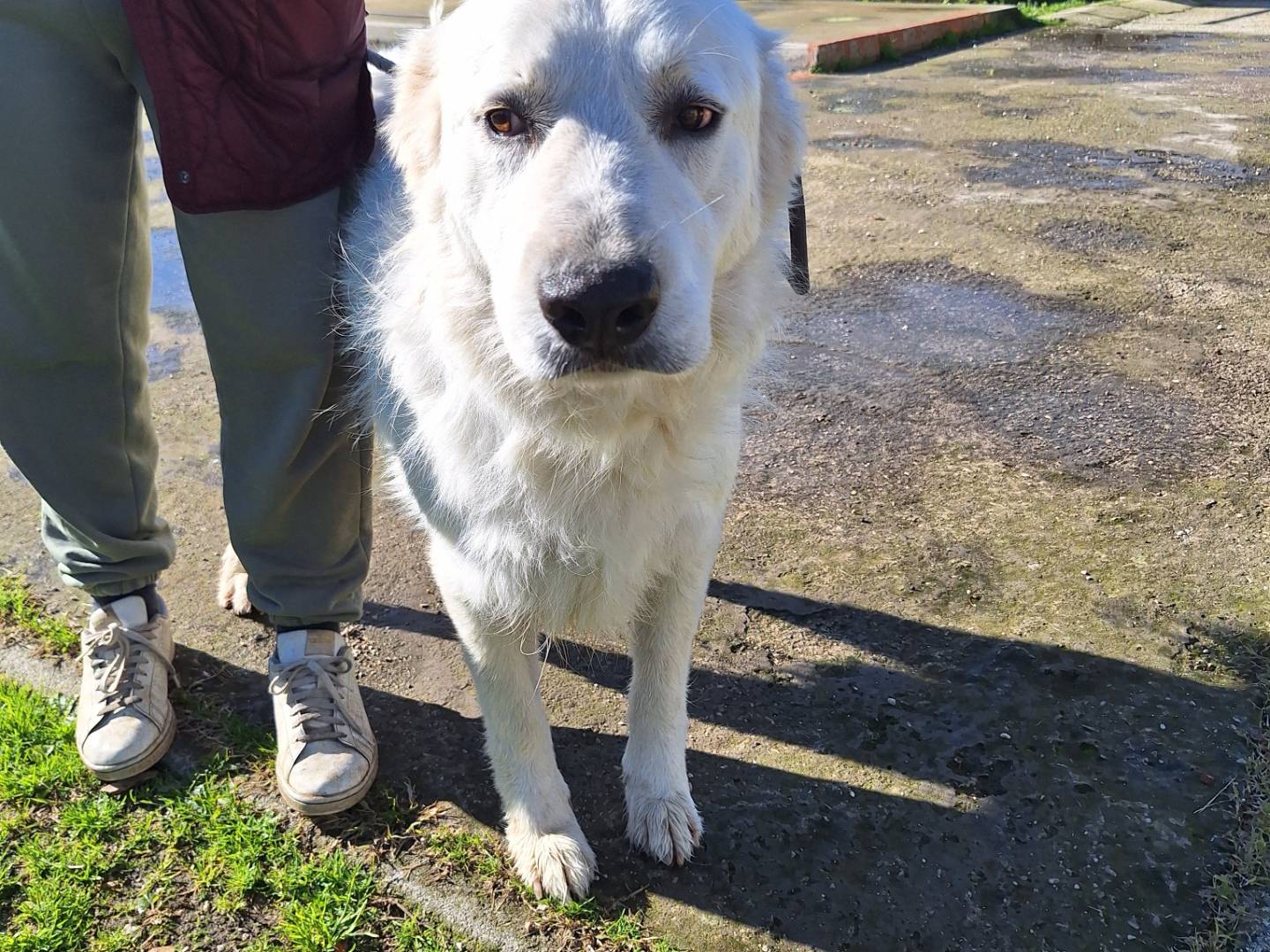 Vuoi adottare un cane a Napoli?