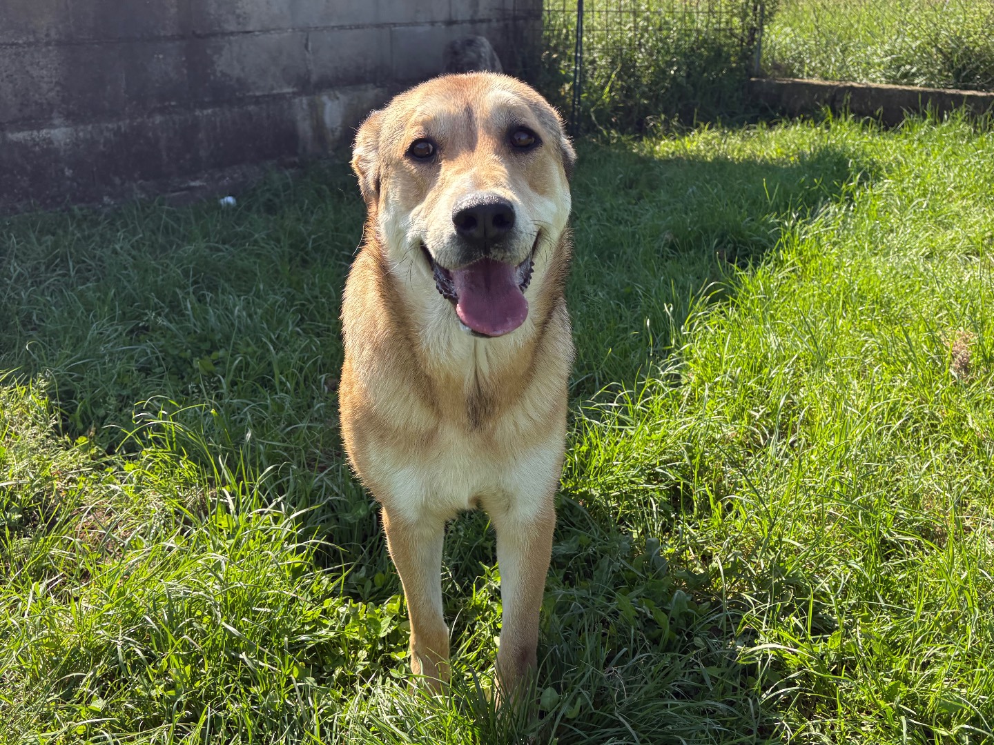 Adotta un cane, taglia media, femmina, Frosinone