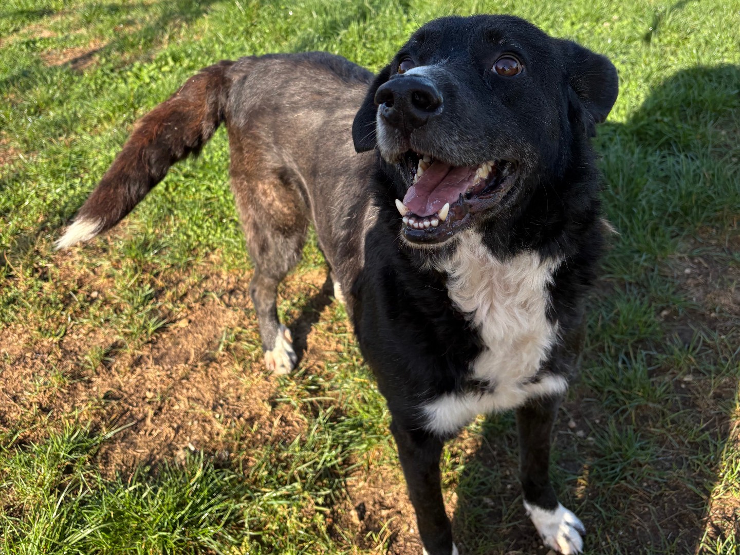 Adotta un cane, maschio, 8 anni e 1 mese, Frosinone