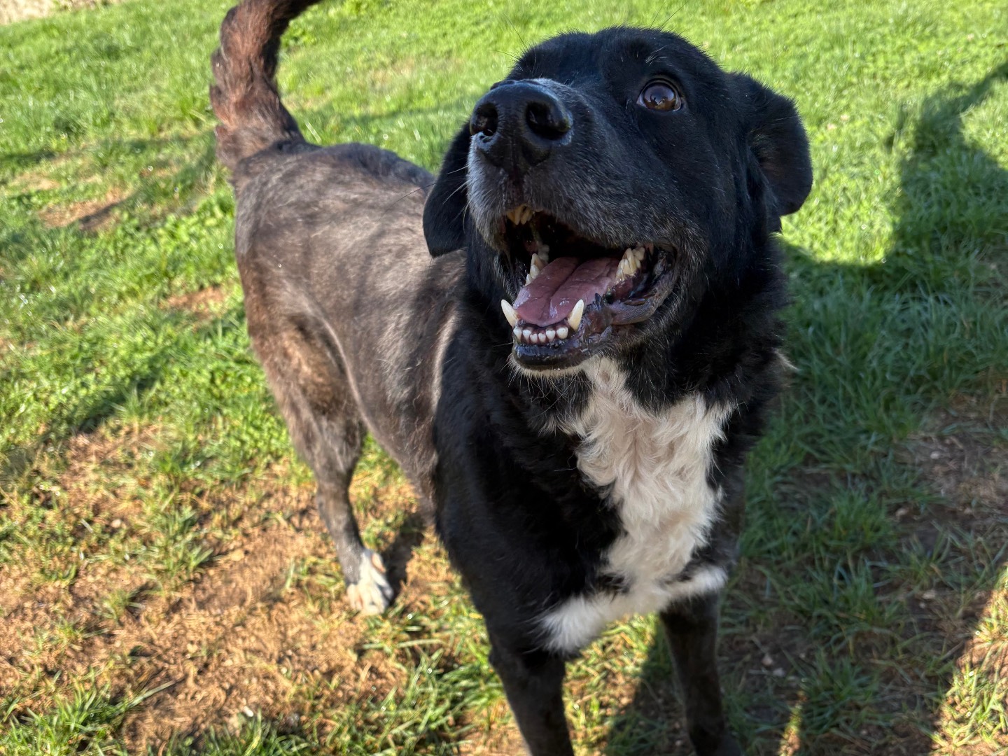 Adotta un cane, taglia media, maschio, Frosinone