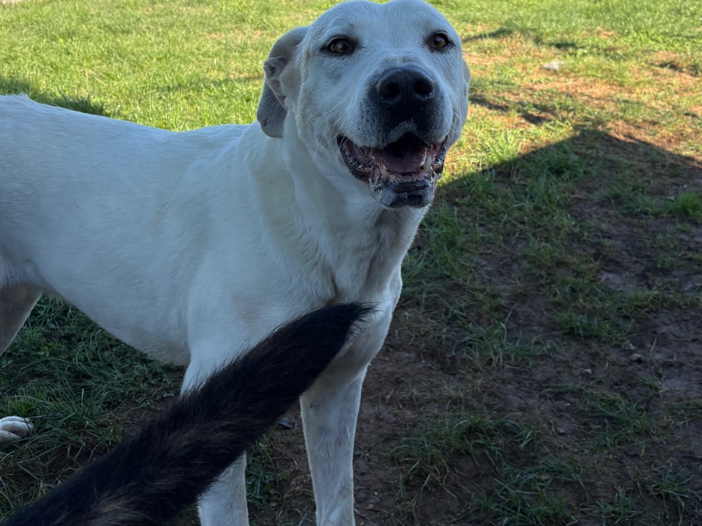 Adozione cane, femmina, Dogo Argentino Razza sconosciuta, 8 anni e 3 mesi, taglia media, Frosinone