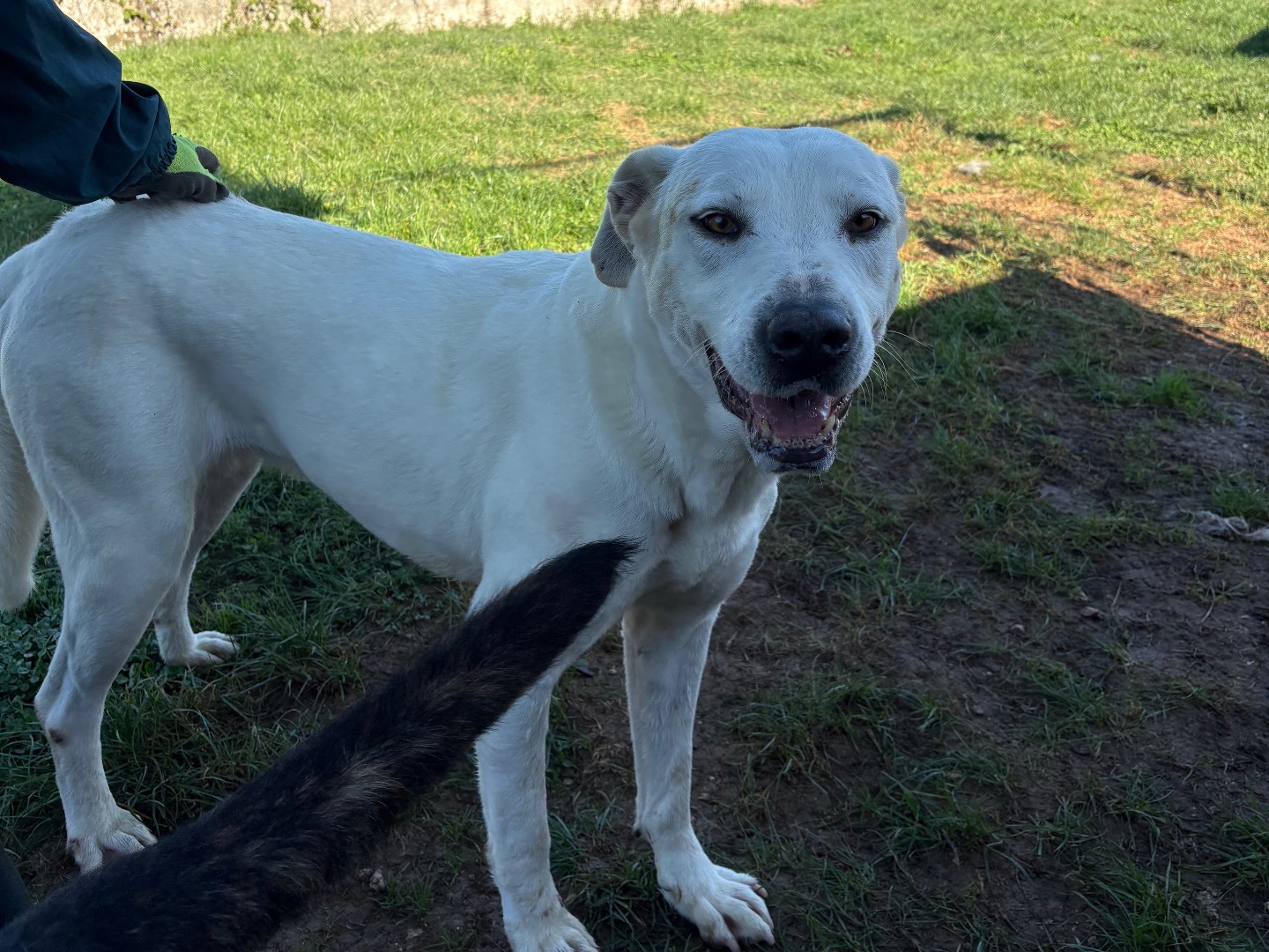 Adotta un cane, femmina, 8 anni e 3 mesi, Frosinone