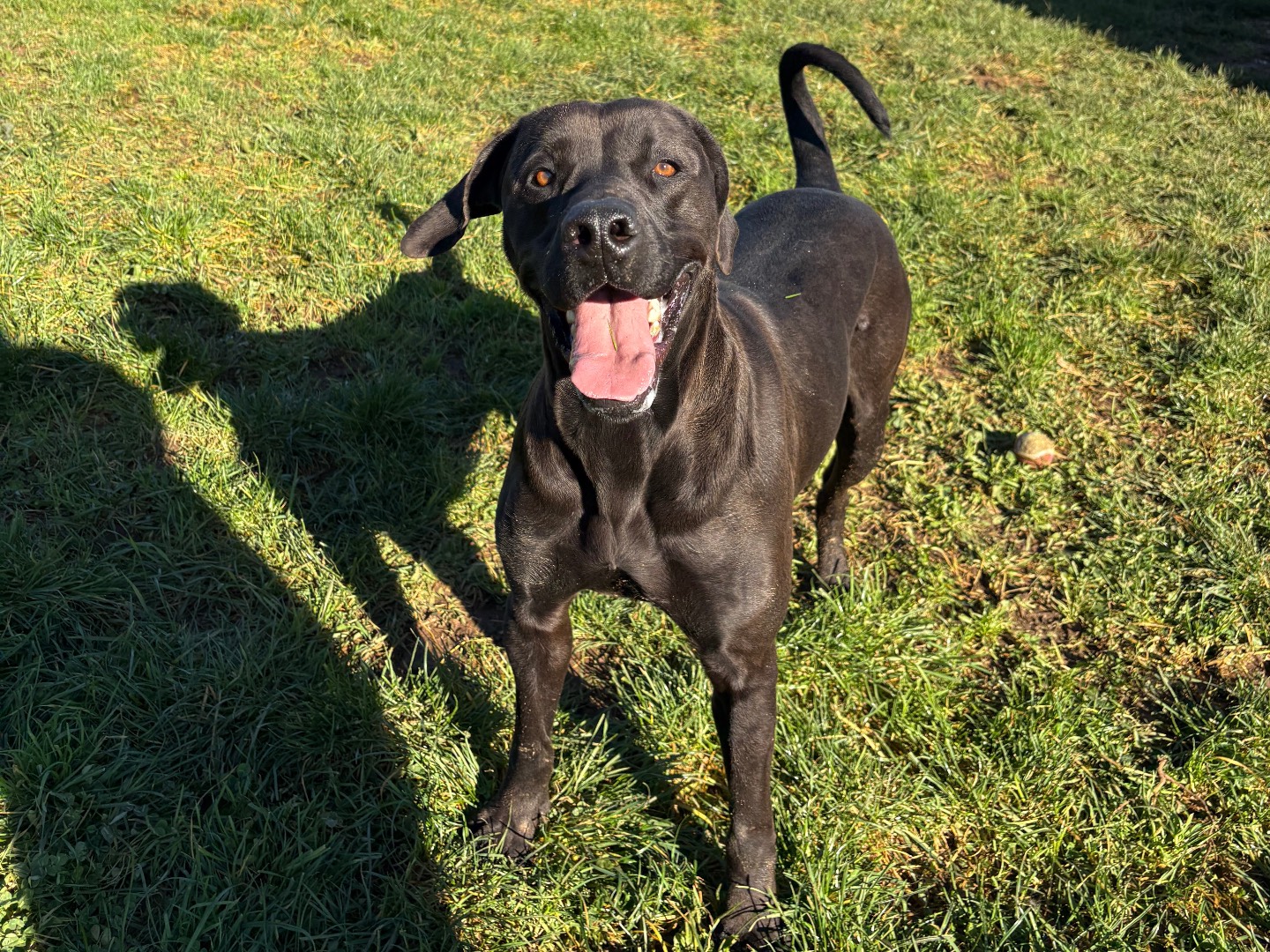 Adozione cane, maschio, Razza sconosciuta Razza sconosciuta, 2 anni e 8 mesi, taglia grande, Frosinone