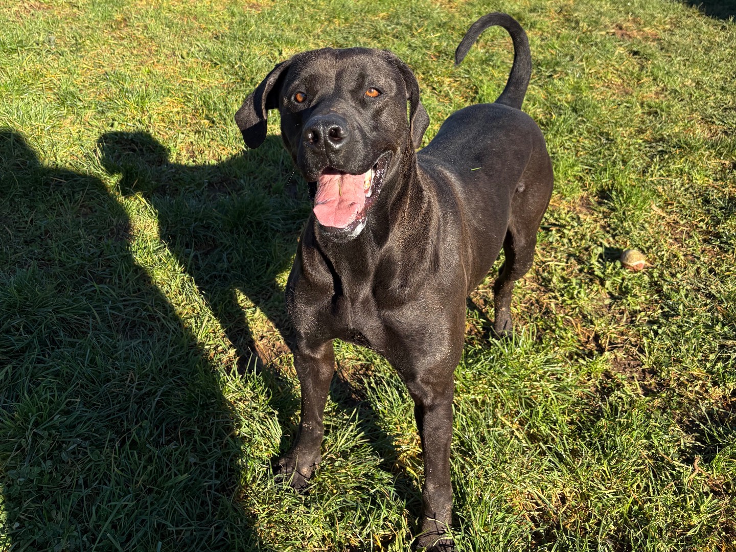 Adotta un cane, maschio, 2 anni e 8 mesi, Frosinone