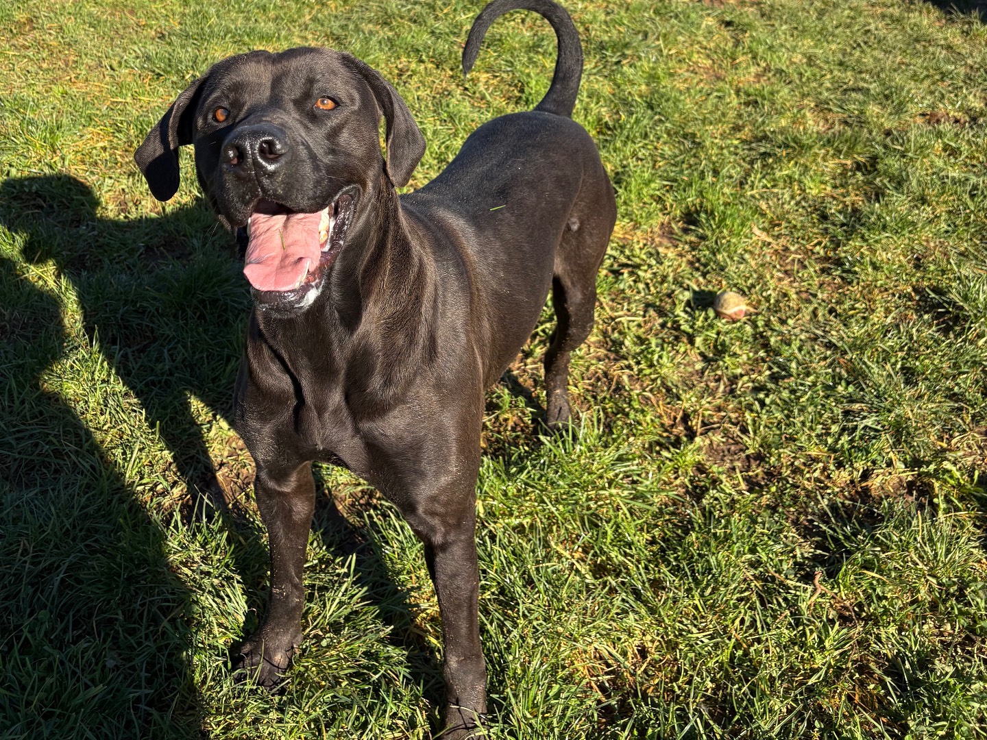 Adotta un cane, taglia grande, maschio, Frosinone