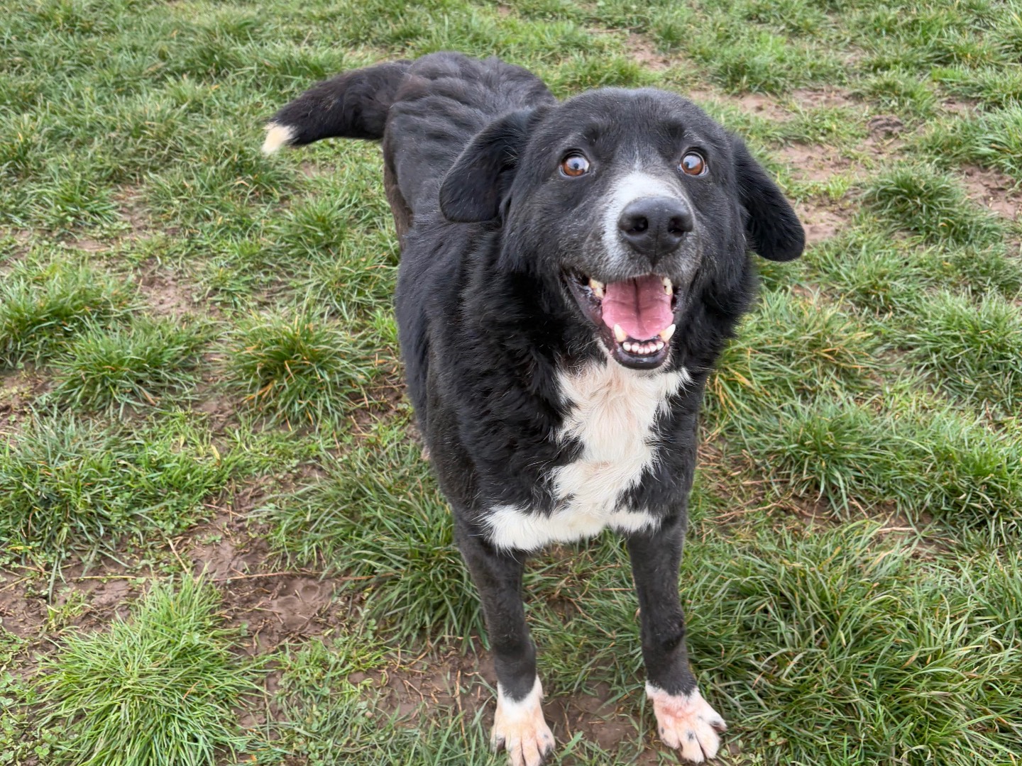 Adozione cane, maschio, Razza sconosciuta Razza sconosciuta, 8 anni e 1 mese, taglia media, Frosinone