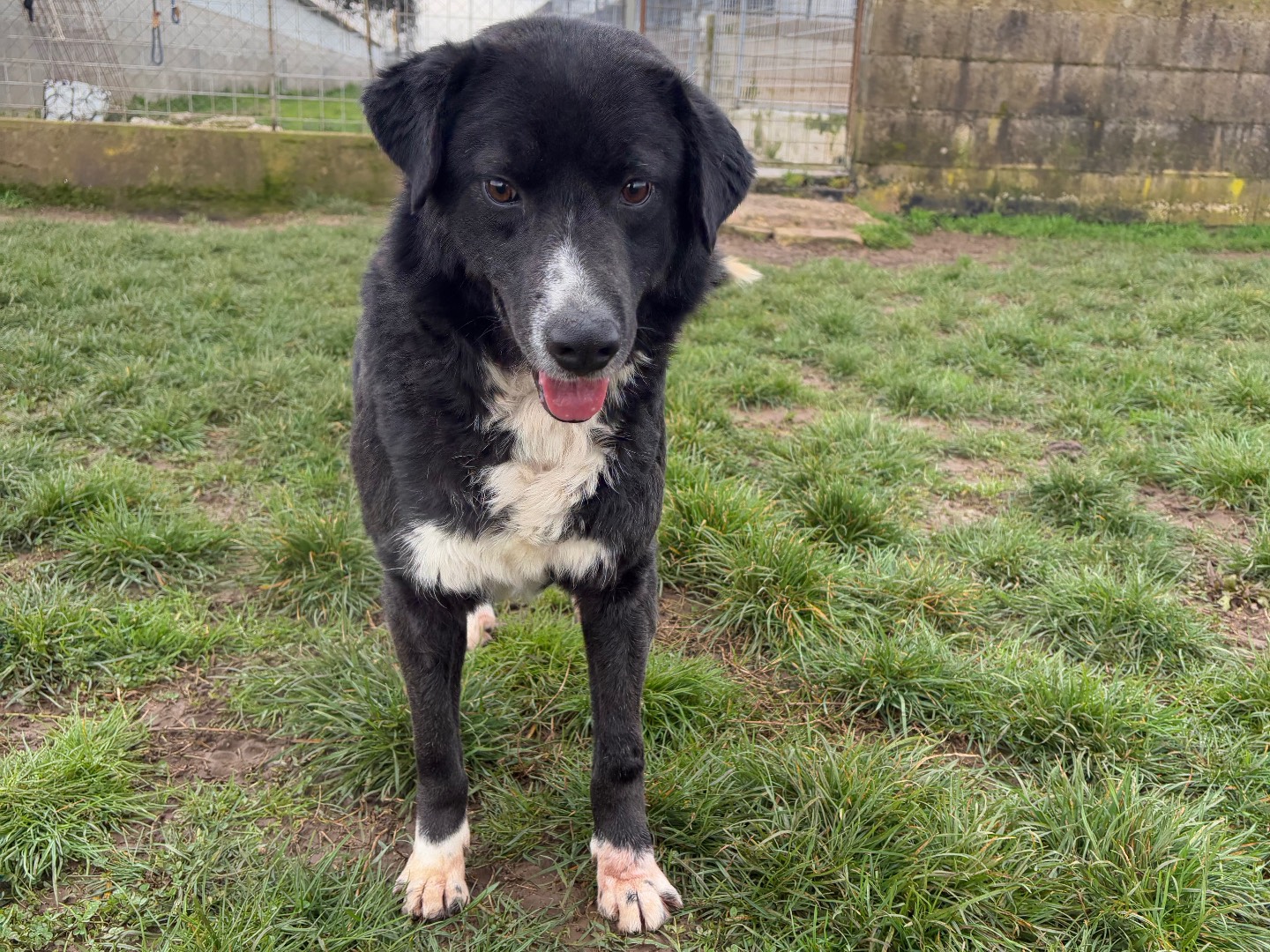 Vuoi adottare un cane a Frosinone?