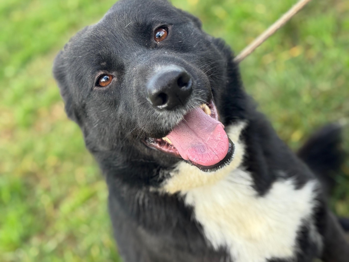 Adozione cane, maschio, Razza sconosciuta Razza sconosciuta, 1 anno e 4 mesi, taglia media contenuta, Frosinone