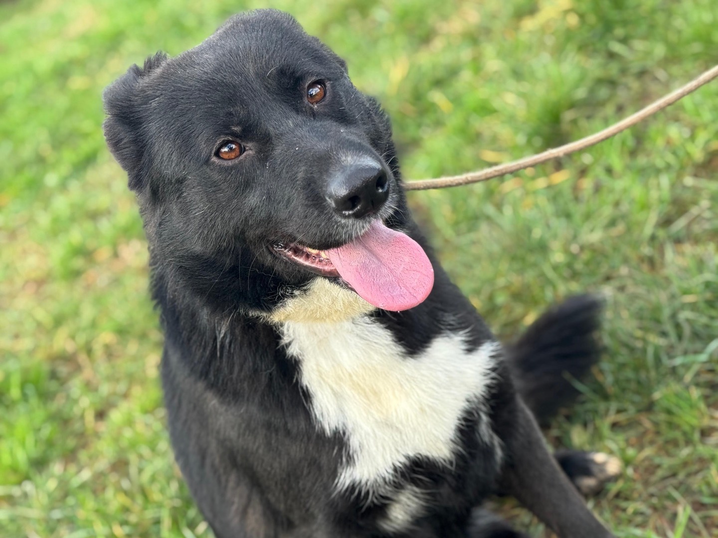 Adotta un cane, maschio, 1 anno e 4 mesi, Frosinone