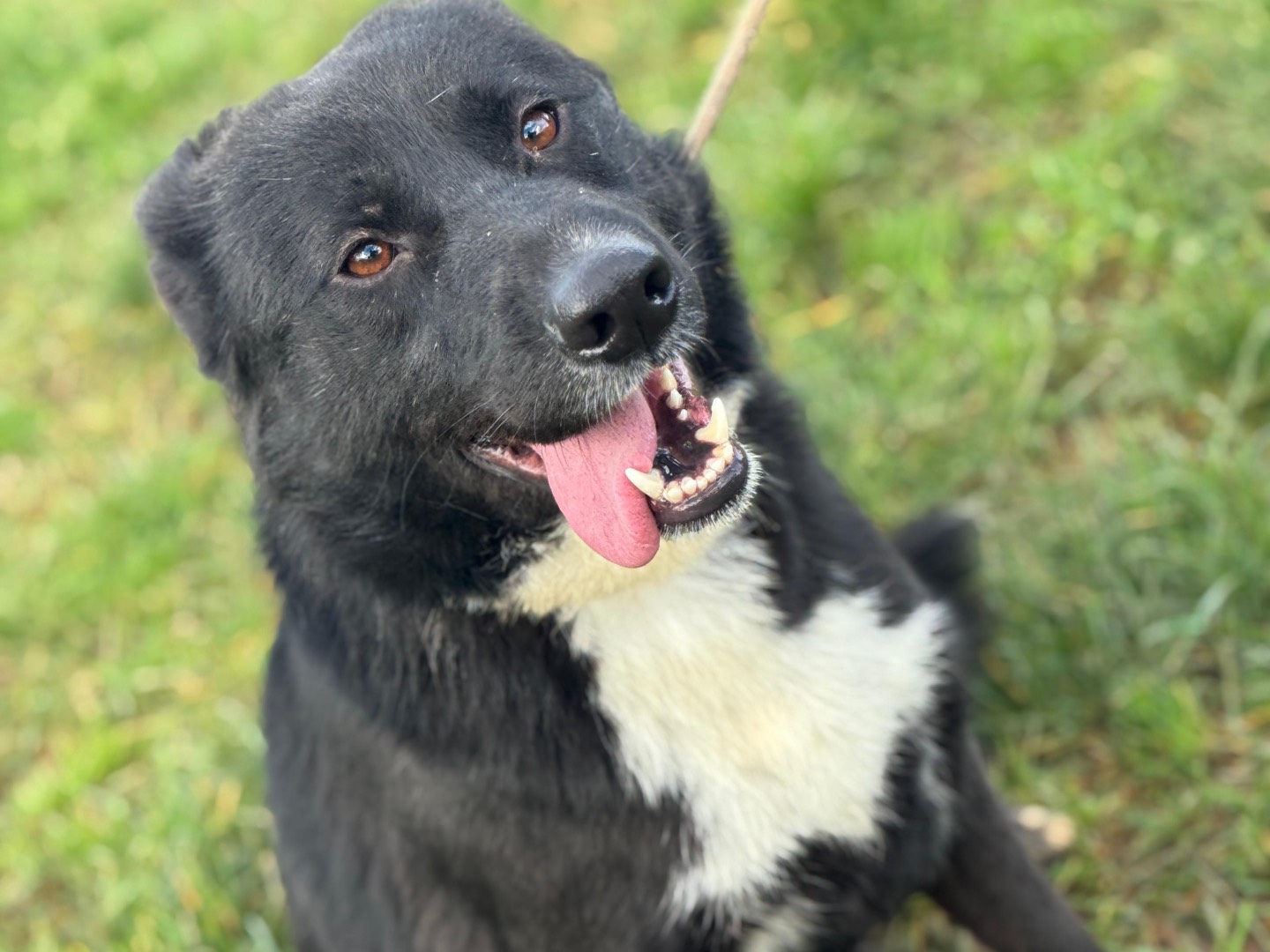 Adotta un cane, taglia media contenuta, maschio, Frosinone