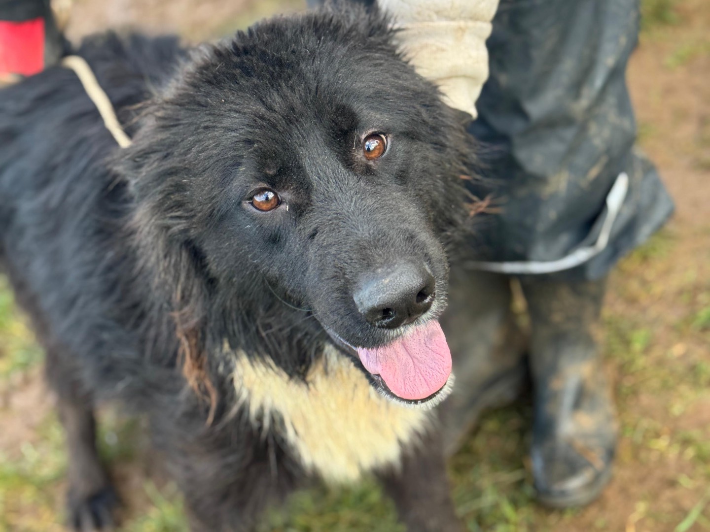 Adozione cane, maschio, Razza sconosciuta Razza sconosciuta, 3 anni e 6 mesi, taglia media contenuta, Frosinone