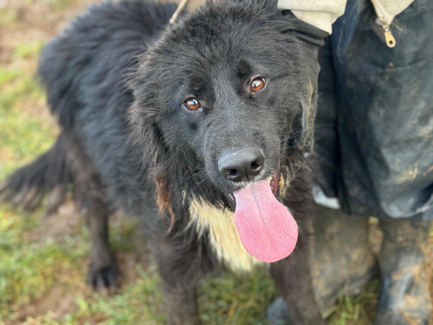 Adotta un cane, maschio, 3 anni e 6 mesi, Frosinone