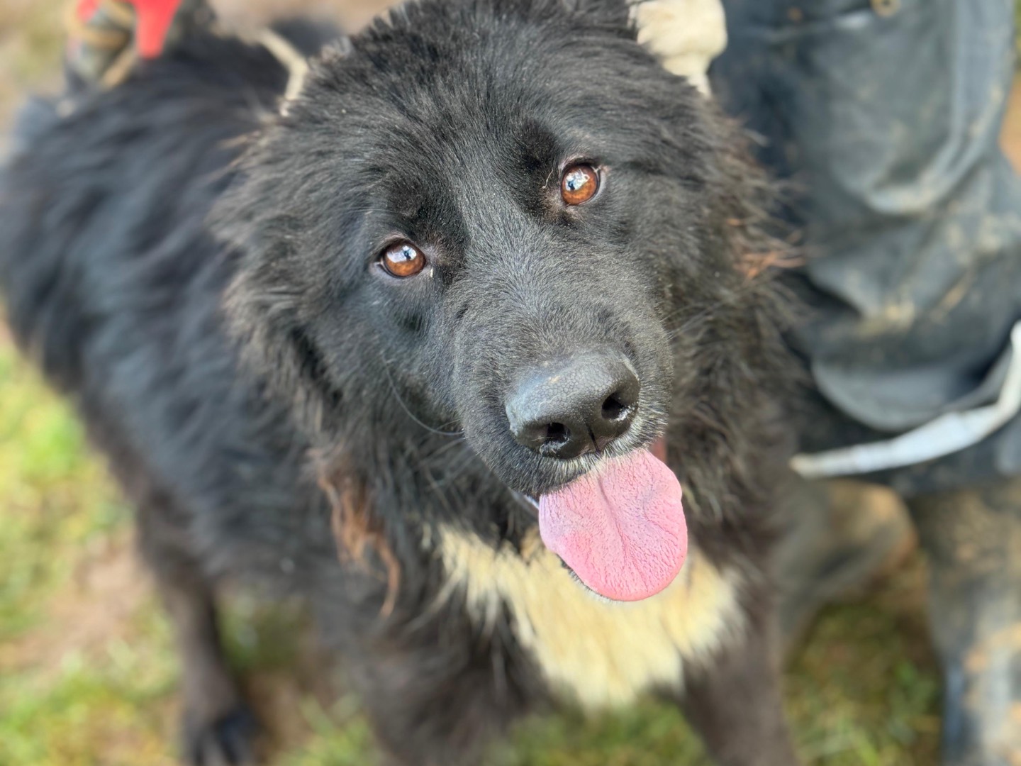 Adotta un cane, taglia media contenuta, maschio, Frosinone
