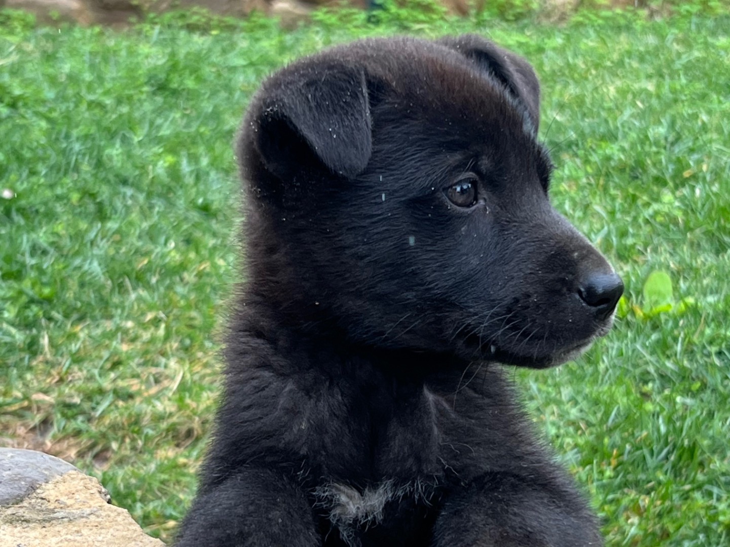 Vuoi adottare un cane a Enna?