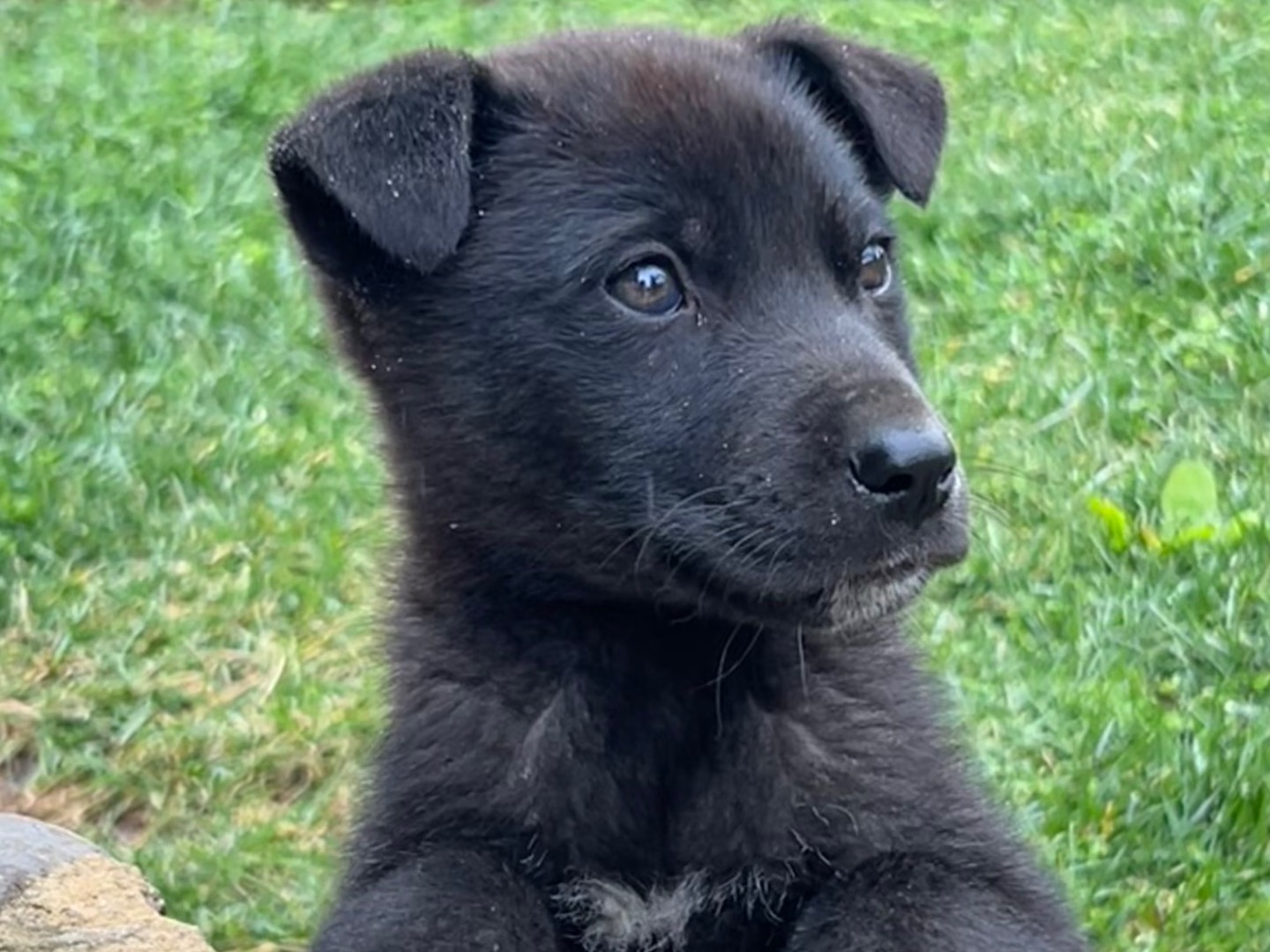 Adotta il cane Penelope  a Enna