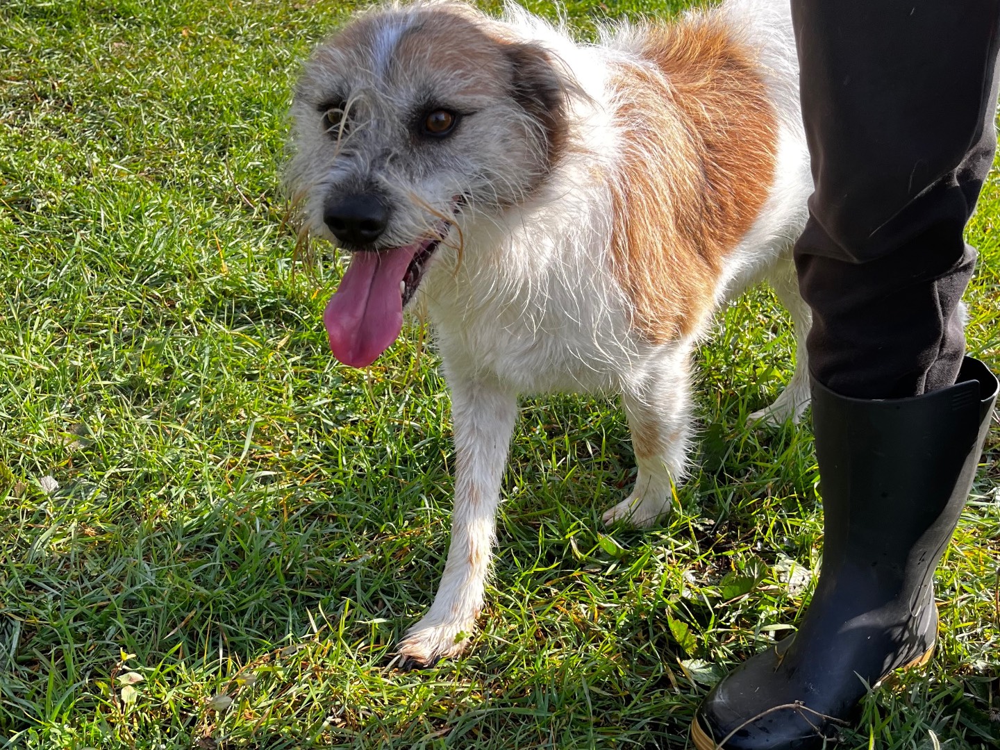 Adotta un cane, maschio, 4 anni e 6 mesi, Salerno