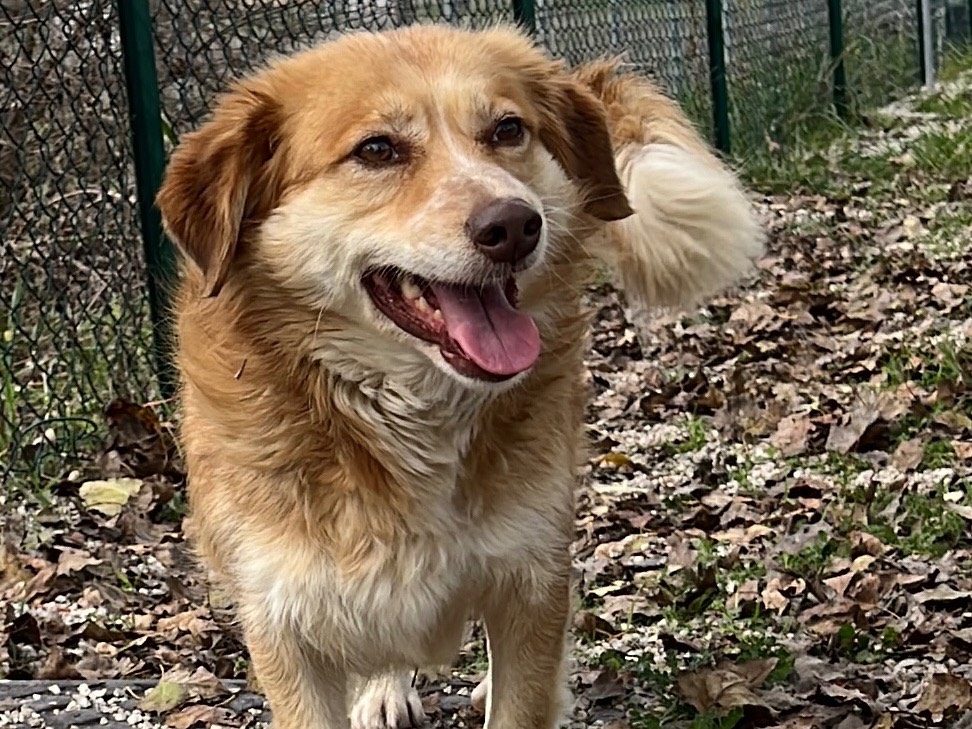 Adozione cane, femmina, Razza sconosciuta Razza sconosciuta, 1 anno e 3 mesi, taglia media contenuta, Salerno