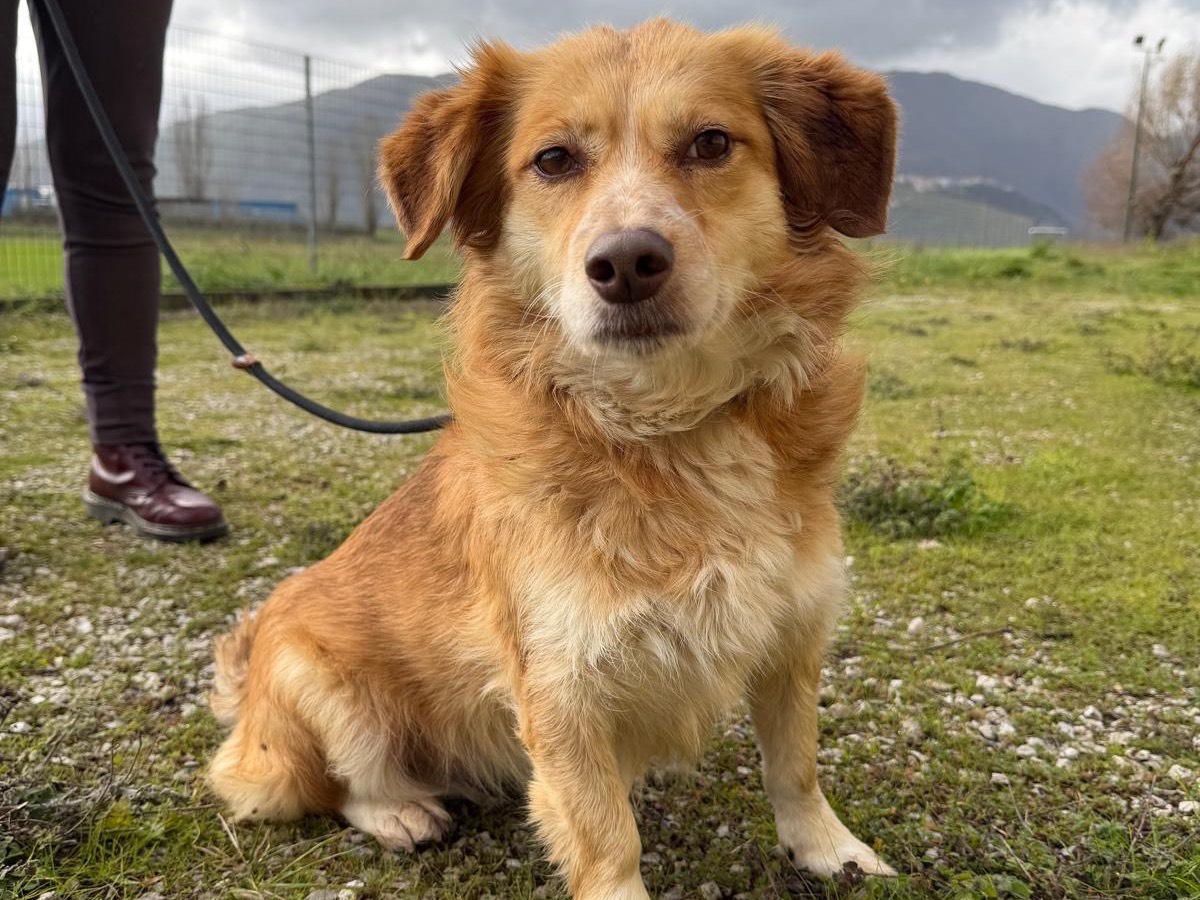 Adotta un cane, femmina, 1 anno e 3 mesi, Salerno