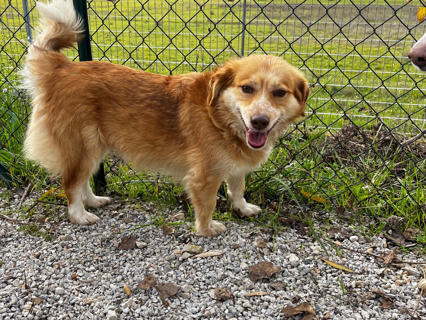 Adotta un cane, taglia media contenuta, femmina, Salerno
