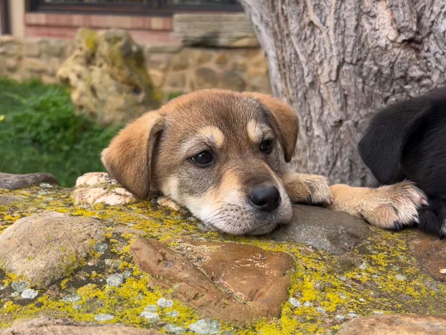 Adozione cane, femmina, Razza sconosciuta Razza sconosciuta, 3 mesi, taglia media, Enna