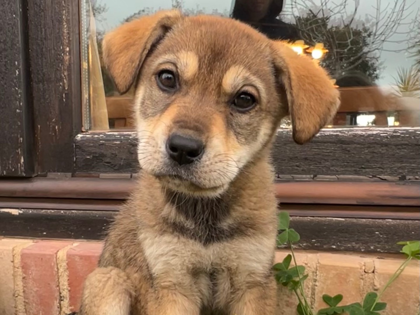 Adotta un cane, femmina, 3 mesi, Enna
