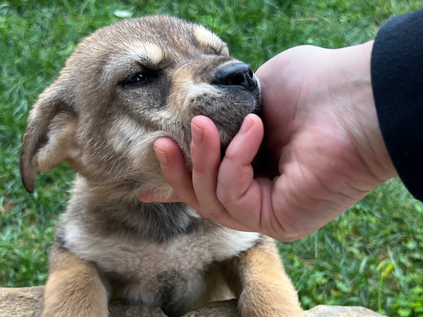 Adotta un cane, taglia media, femmina, Enna