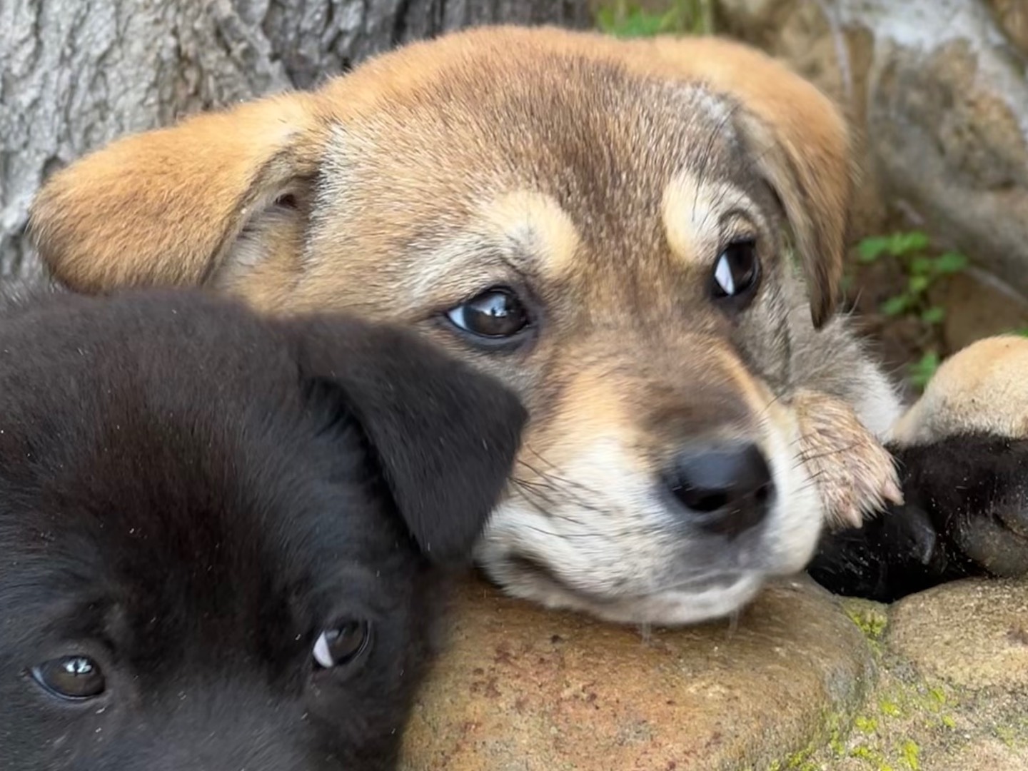 Adotta il cane TARA a Enna