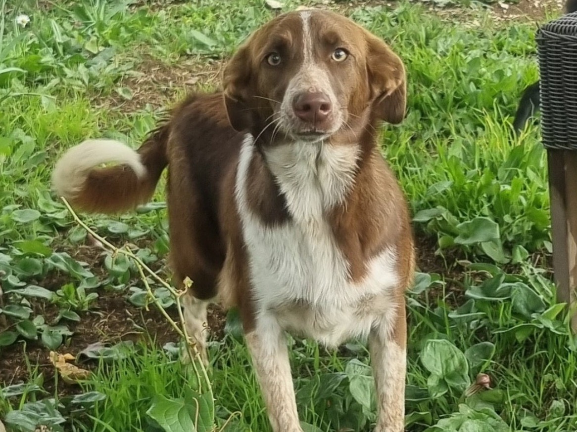 Adozione cane, femmina, Razza sconosciuta Razza sconosciuta, 9 mesi, taglia media contenuta, Latina