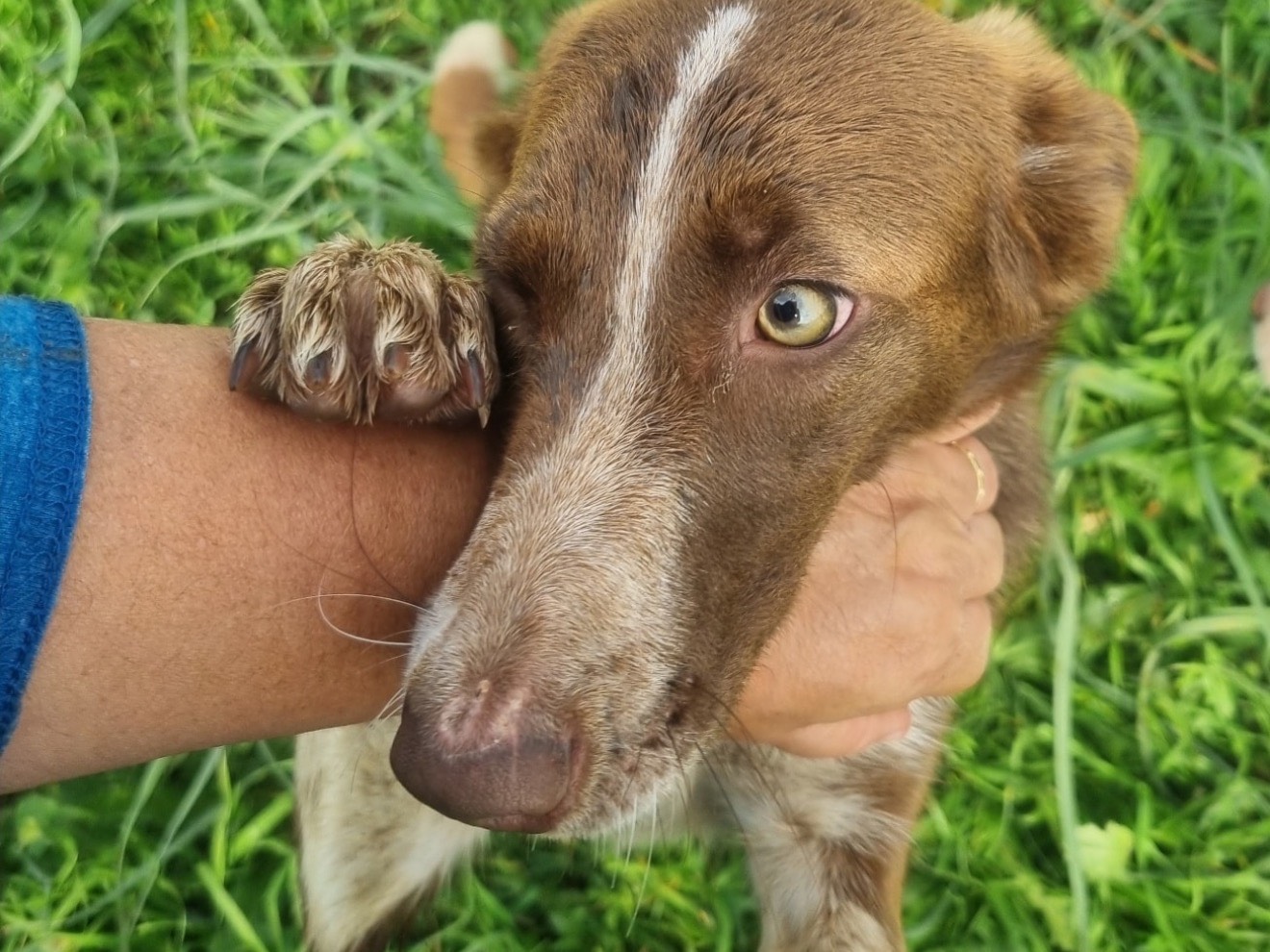 Adotta un cane, femmina, 9 mesi, Latina