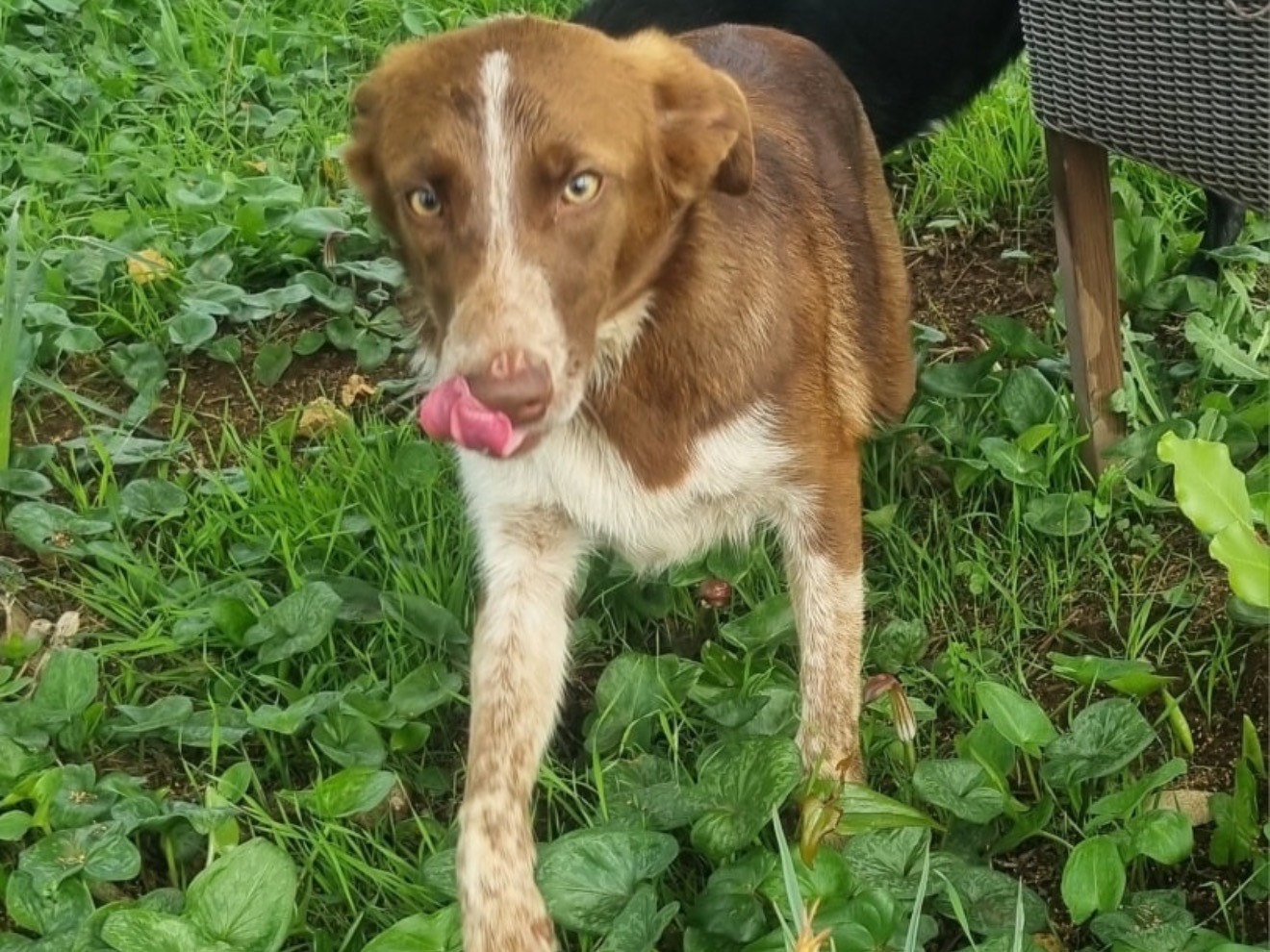 Adotta un cane, taglia media contenuta, femmina, Latina