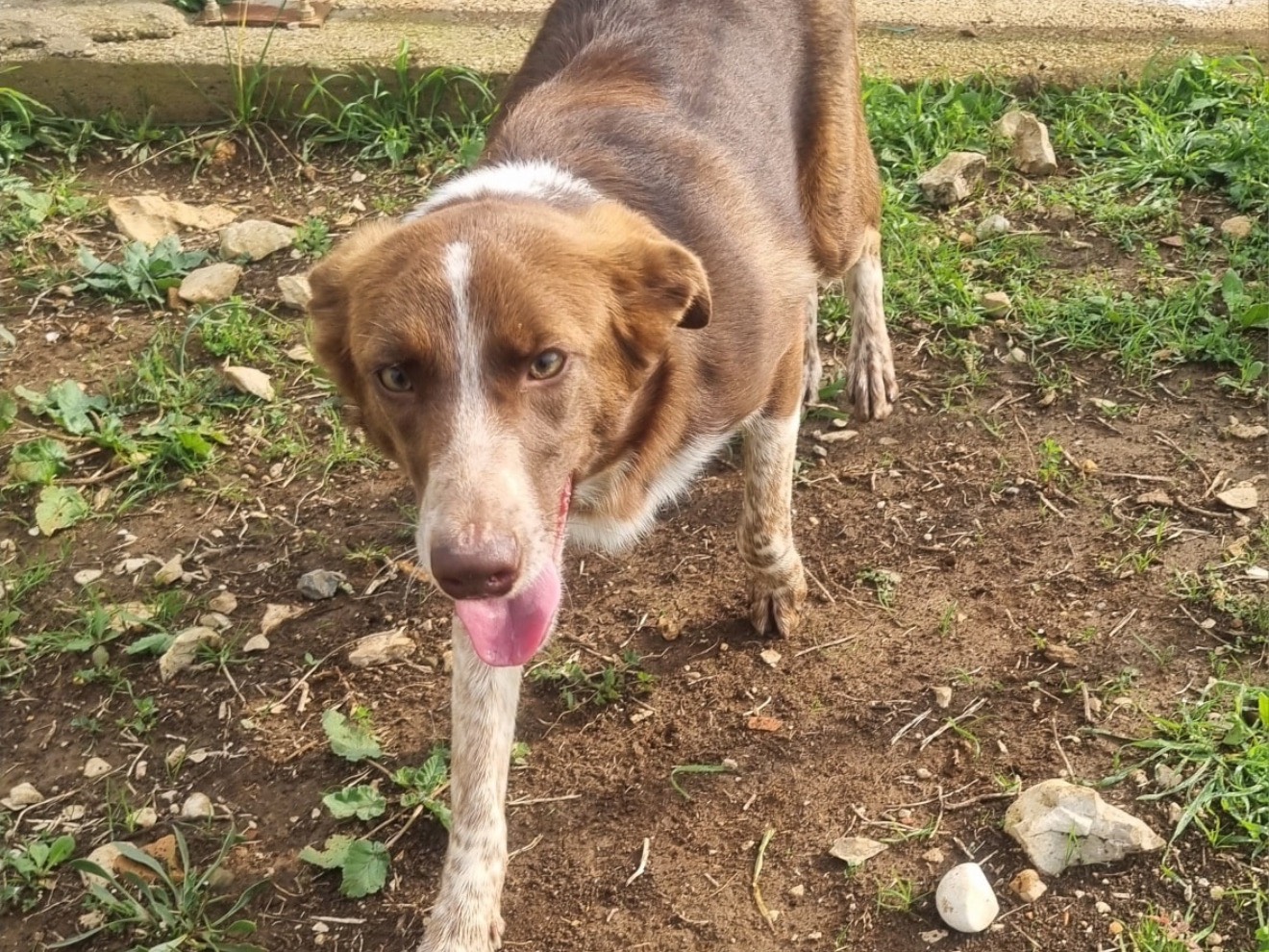 Vuoi adottare un cane a Latina?